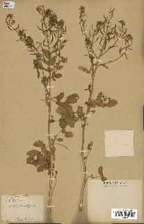 spécimen de Sinapis subbipinnatifida