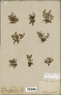 spécimen de Arabidopsis thaliana