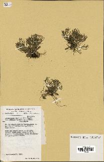 spécimen de Arabidopsis thaliana