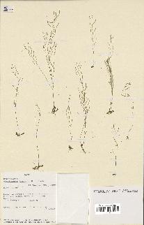 spécimen de Arabidopsis thaliana