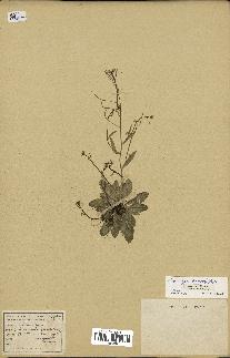 spécimen de Arabidopsis thaliana