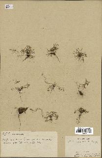 spécimen de Arabidopsis thaliana