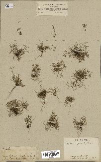 spécimen de Arabidopsis thaliana