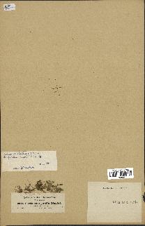 spécimen de Arabidopsis thaliana