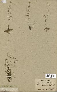 spécimen de Arabidopsis thaliana