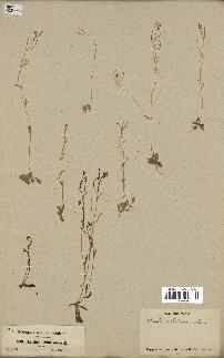spécimen de Arabidopsis thaliana