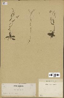 spécimen de Arabidopsis thaliana