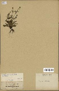 spécimen de Arabidopsis thaliana