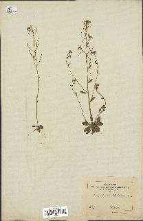 spécimen de Arabidopsis thaliana