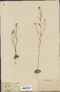spécimen de Arabidopsis thaliana