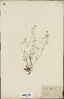 spécimen de Arabidopsis thaliana