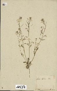 spécimen de Arabidopsis thaliana