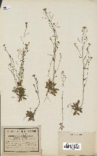 spécimen de Arabidopsis thaliana