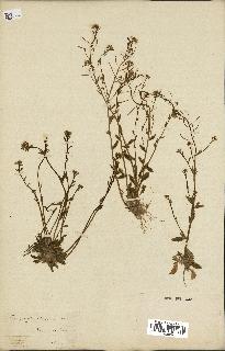 spécimen de Arabidopsis thaliana