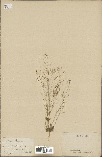 spécimen de Arabidopsis thaliana