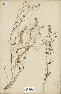 spécimen de Arabidopsis thaliana