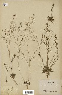 spécimen de Arabidopsis thaliana