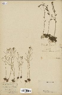 spécimen de Arabidopsis thaliana