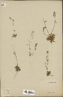spécimen de Arabidopsis thaliana