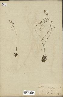 spécimen de Arabidopsis thaliana