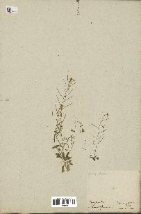 spécimen de Arabidopsis thaliana