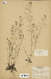 spécimen de Arabidopsis thaliana