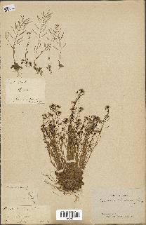spécimen de Arabidopsis thaliana