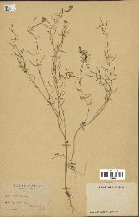 spécimen de Arabidopsis thaliana