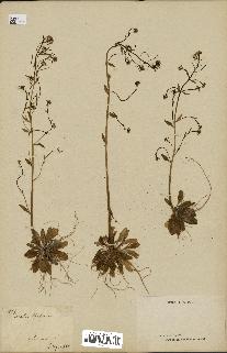 spécimen de Arabidopsis thaliana