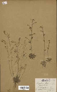 spécimen de Arabidopsis thaliana
