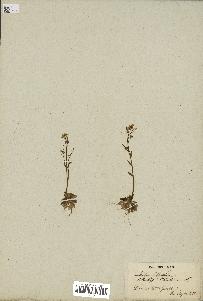 spécimen de Arabidopsis thaliana