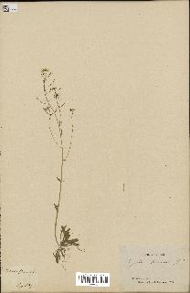 spécimen de Arabidopsis thaliana