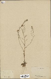 spécimen de Arabidopsis thaliana
