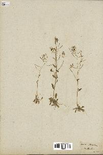 spécimen de Arabidopsis thaliana
