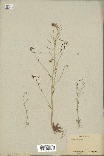 spécimen de Arabidopsis thaliana