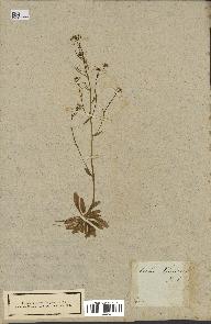 spécimen de Arabidopsis thaliana