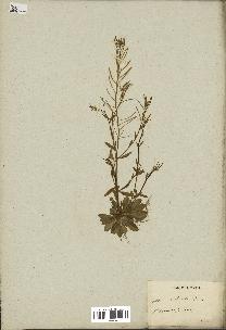 spécimen de Arabidopsis thaliana