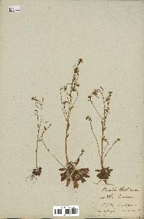 spécimen de Arabidopsis thaliana