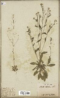 spécimen de Arabidopsis thaliana
