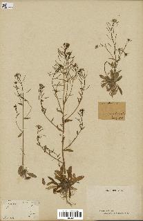 spécimen de Arabidopsis thaliana