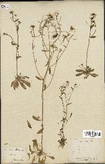spécimen de Arabidopsis thaliana