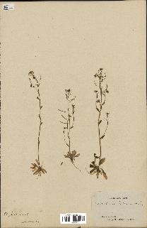 spécimen de Arabidopsis thaliana