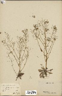 spécimen de Arabidopsis thaliana