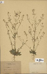 spécimen de Arabidopsis thaliana
