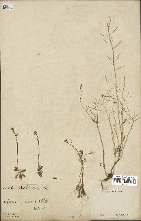 spécimen de Arabidopsis thaliana