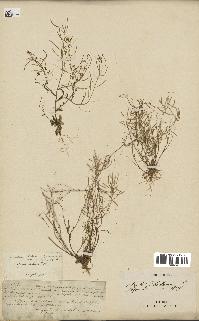 spécimen de Arabidopsis thaliana
