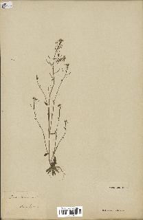 spécimen de Arabidopsis thaliana