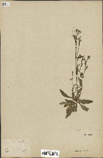 spécimen de Arabidopsis thaliana