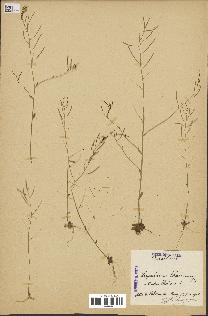 spécimen de Arabidopsis thaliana