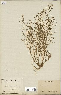 spécimen de Arabidopsis thaliana